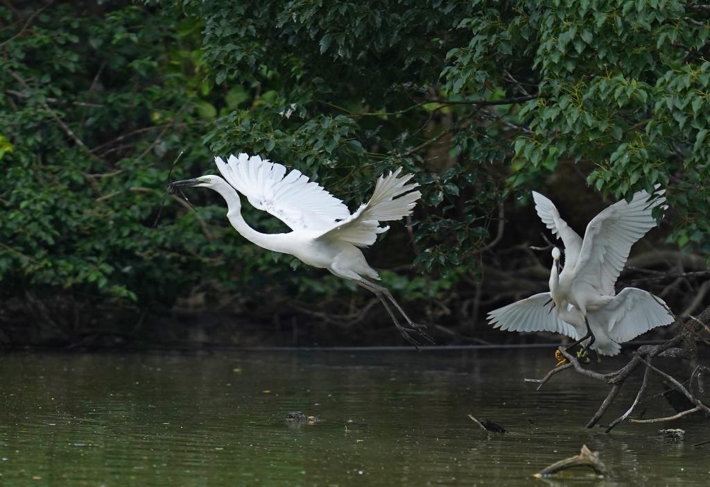 白鹭在天香园中栖息（5月19日摄）。 新华社记者万象 摄