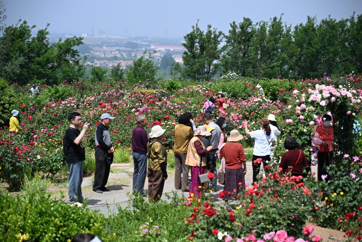 游客在山东省青岛市即墨区马山地址公园的玫瑰园赏花游玩。