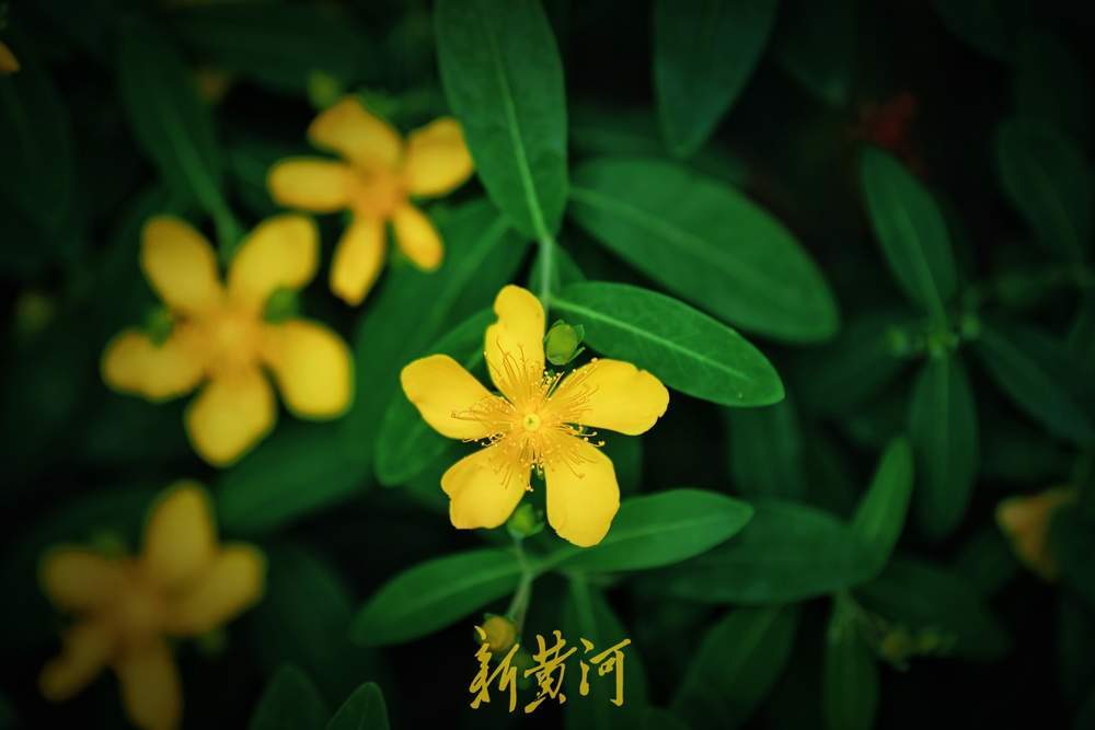 花蕊燦若金絲！濟南泉城公園金絲桃花盛放