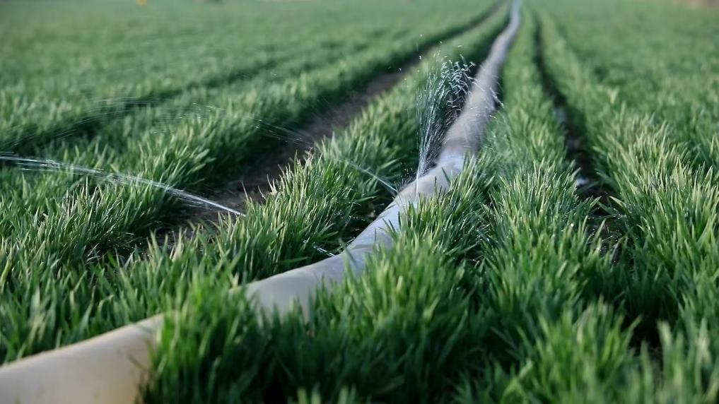 图为陕西省宝鸡市凤翔区彪角镇小旗务村正在灌溉的麦田。新华社记者刘彤 摄