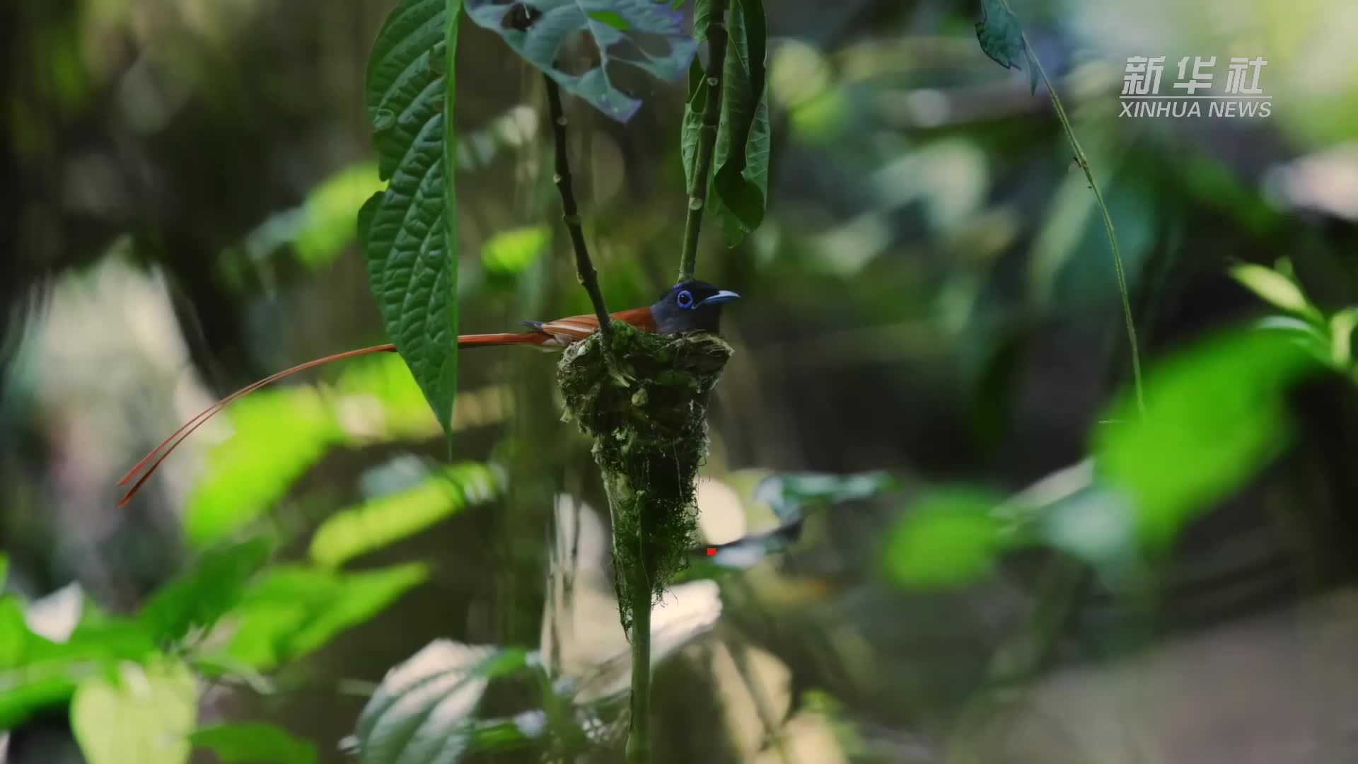云南西双版纳：东方寿带鸟哺育忙