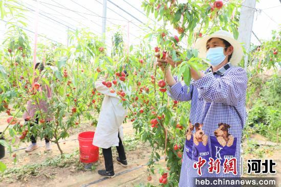 图为在南宫市苏村镇蟠桃种植基地，果农在采摘蟠桃。 田优 摄