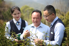 “土特产” 新气象︱邮储银行赋能庐山云雾茶“香飘四海”