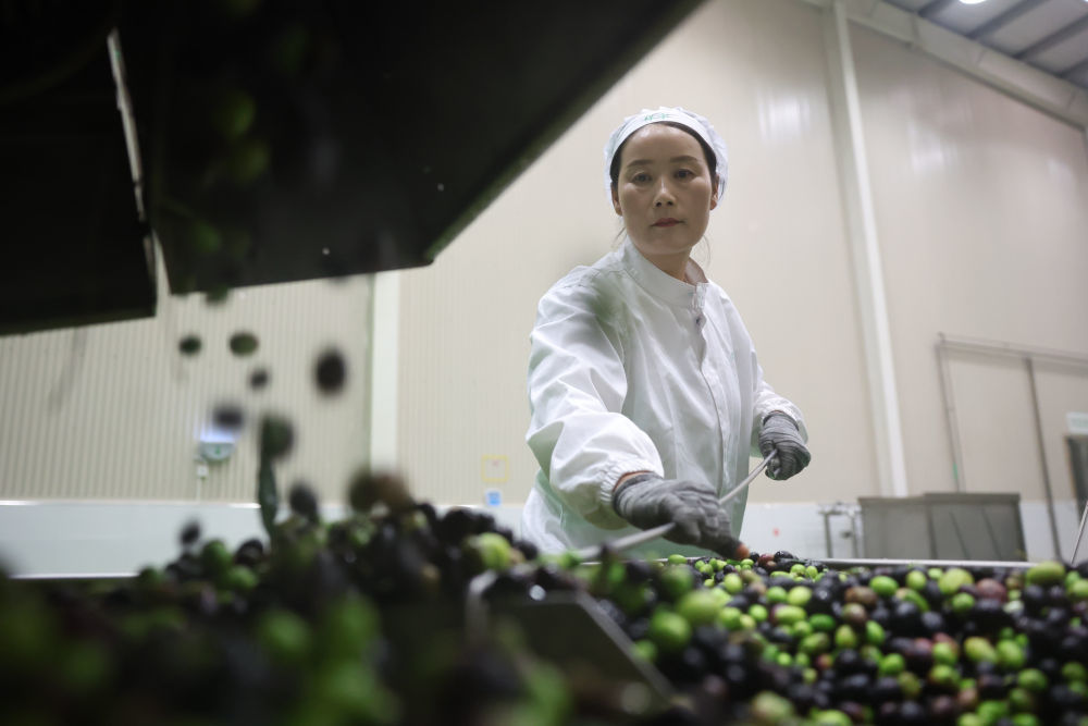 在甘肃省陇南市武都区一家油橄榄加工企业，工作人员在生产线上作业。新华社记者　陈斌　摄