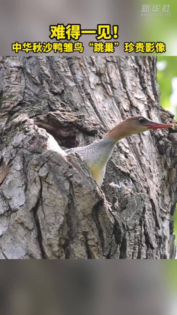 难得一见！中华秋沙鸭雏鸟“跳巢”珍贵影像
