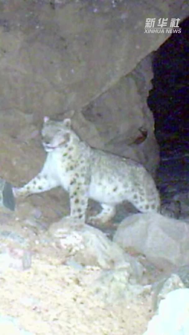 秀我中国｜雪豹“怼脸照”极具反差萌