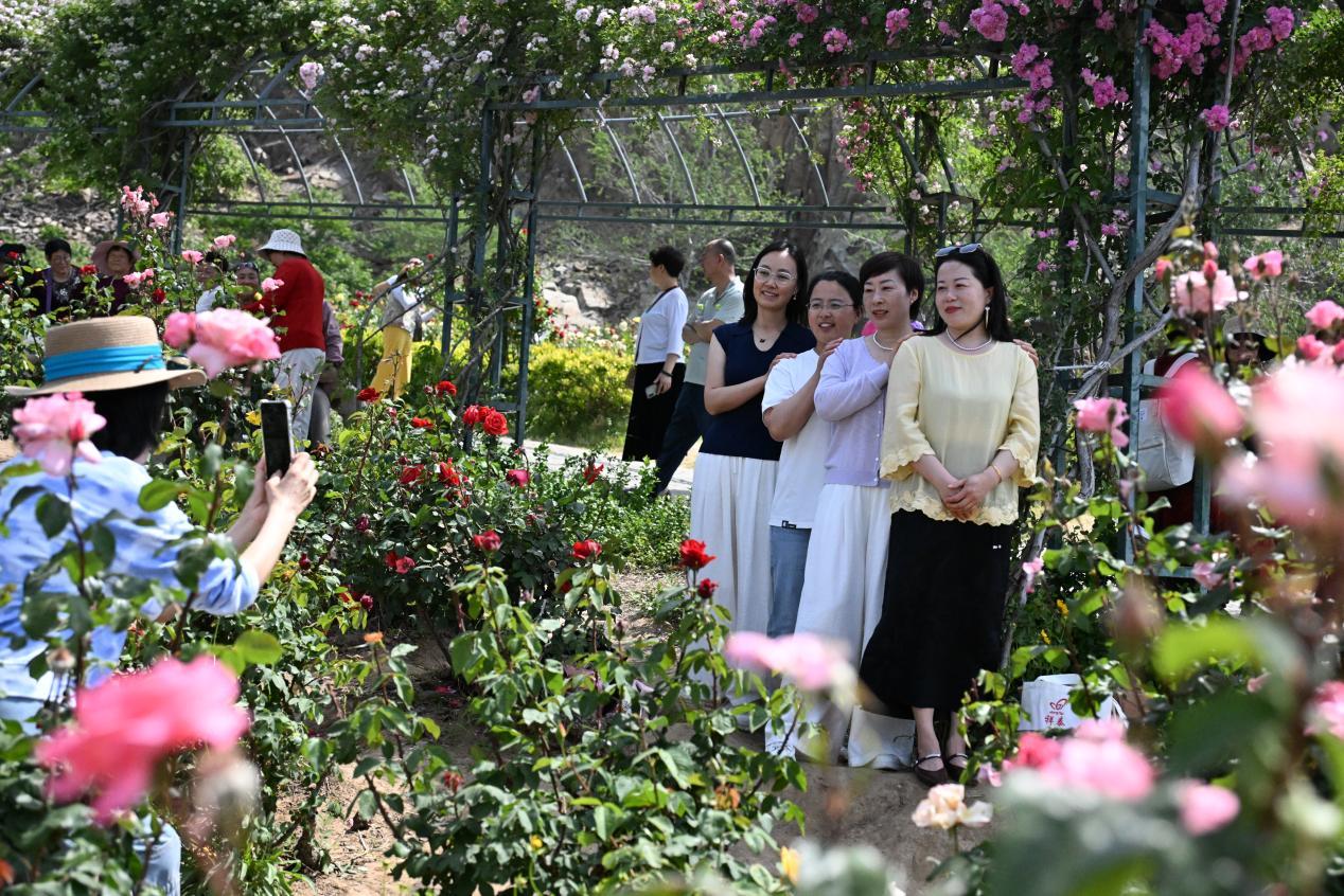 游客在山东省青岛市即墨区马山地址公园的玫瑰园赏花拍照游玩