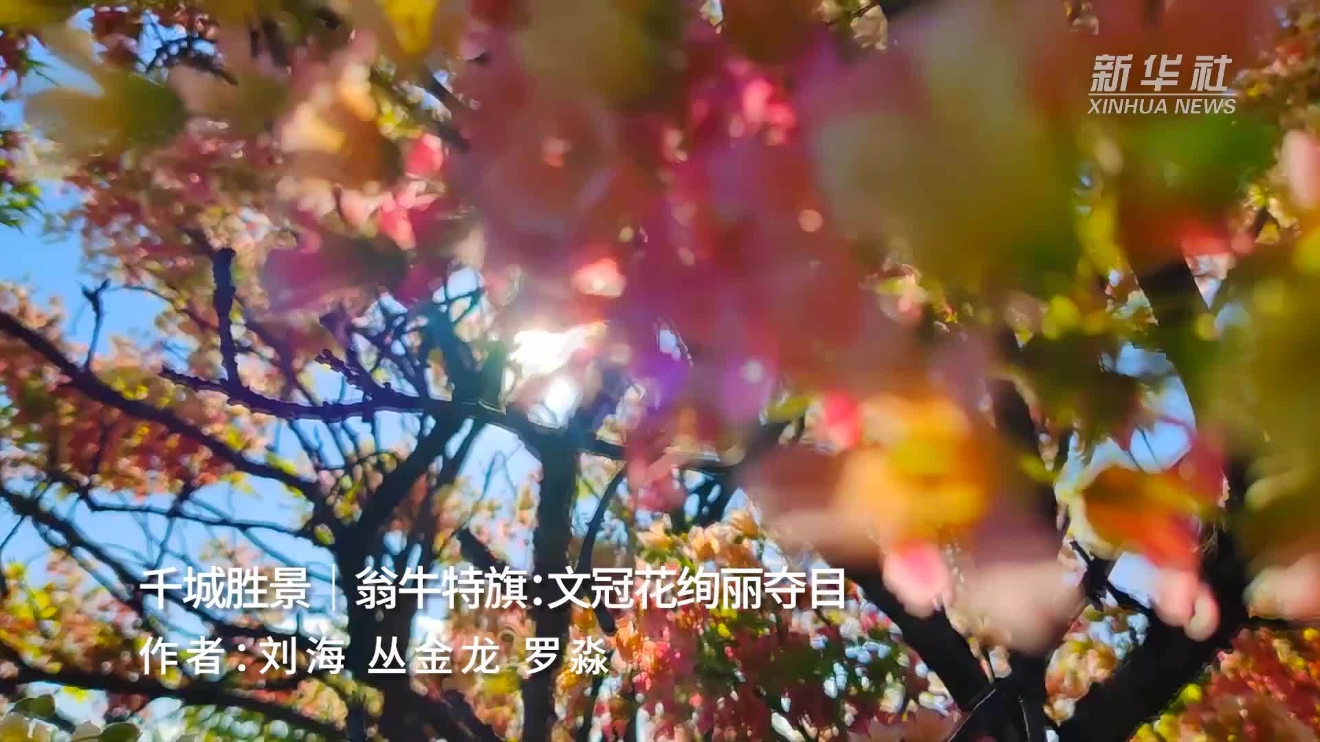 千城胜景｜翁牛特旗：文冠花绚丽夺目