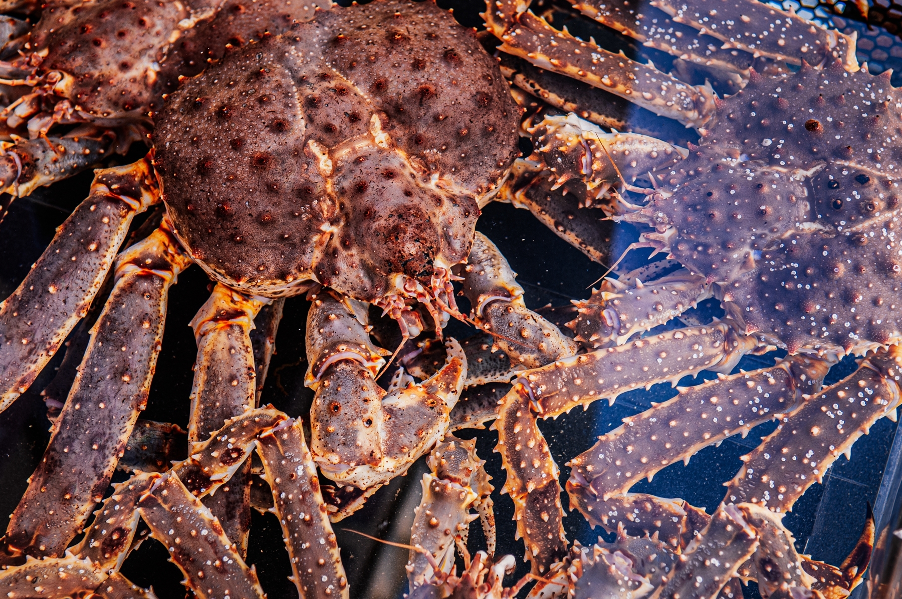 风评｜“真想不明白！”东北游客7问青岛