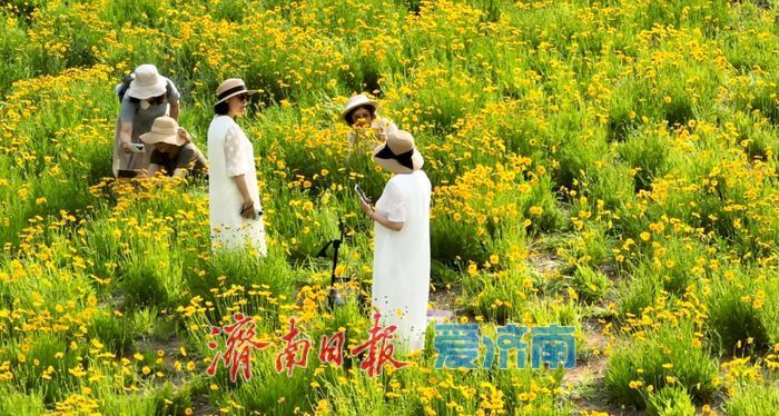 來蚰蜒山賞金雞菊 邂逅初夏詩意時光初夏時節