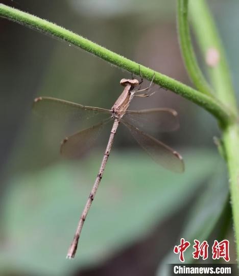 图为海口市湿地保护管理中心监测到的蕾尾丝蟌。海口市湿地保护管理中心供图