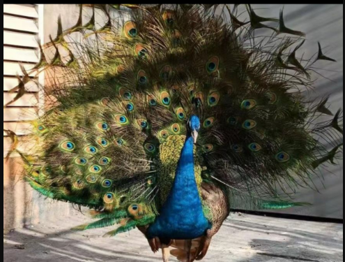 南昌地铁大厦天虹购物中心天台养孔雀 频繁鸣叫影响居民休息