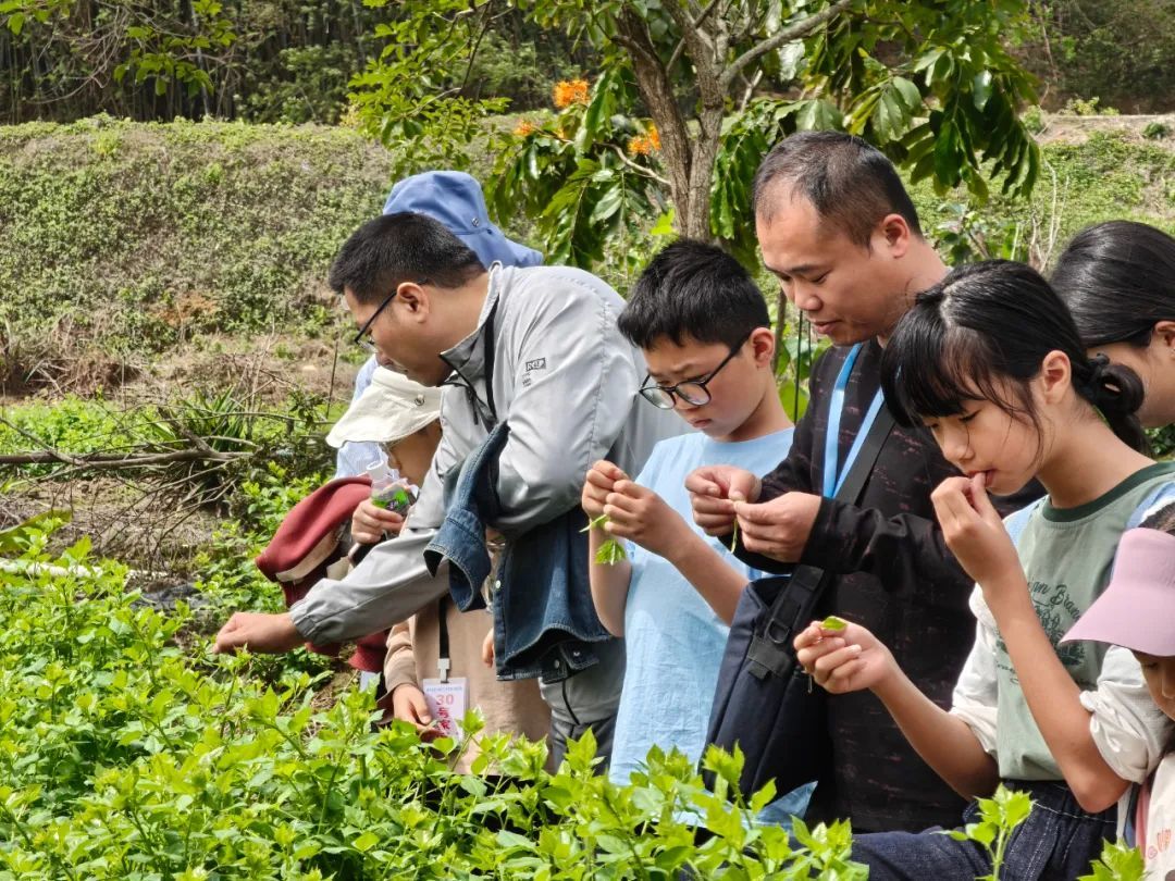 游客参加簕菜采集体验活动