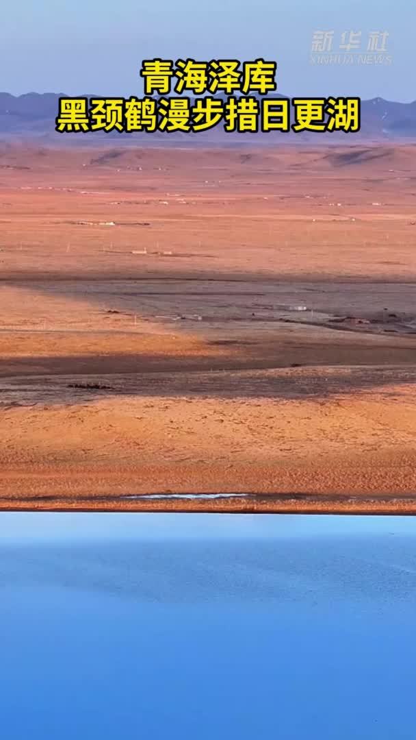 青海泽库：黑颈鹤漫步措日更湖