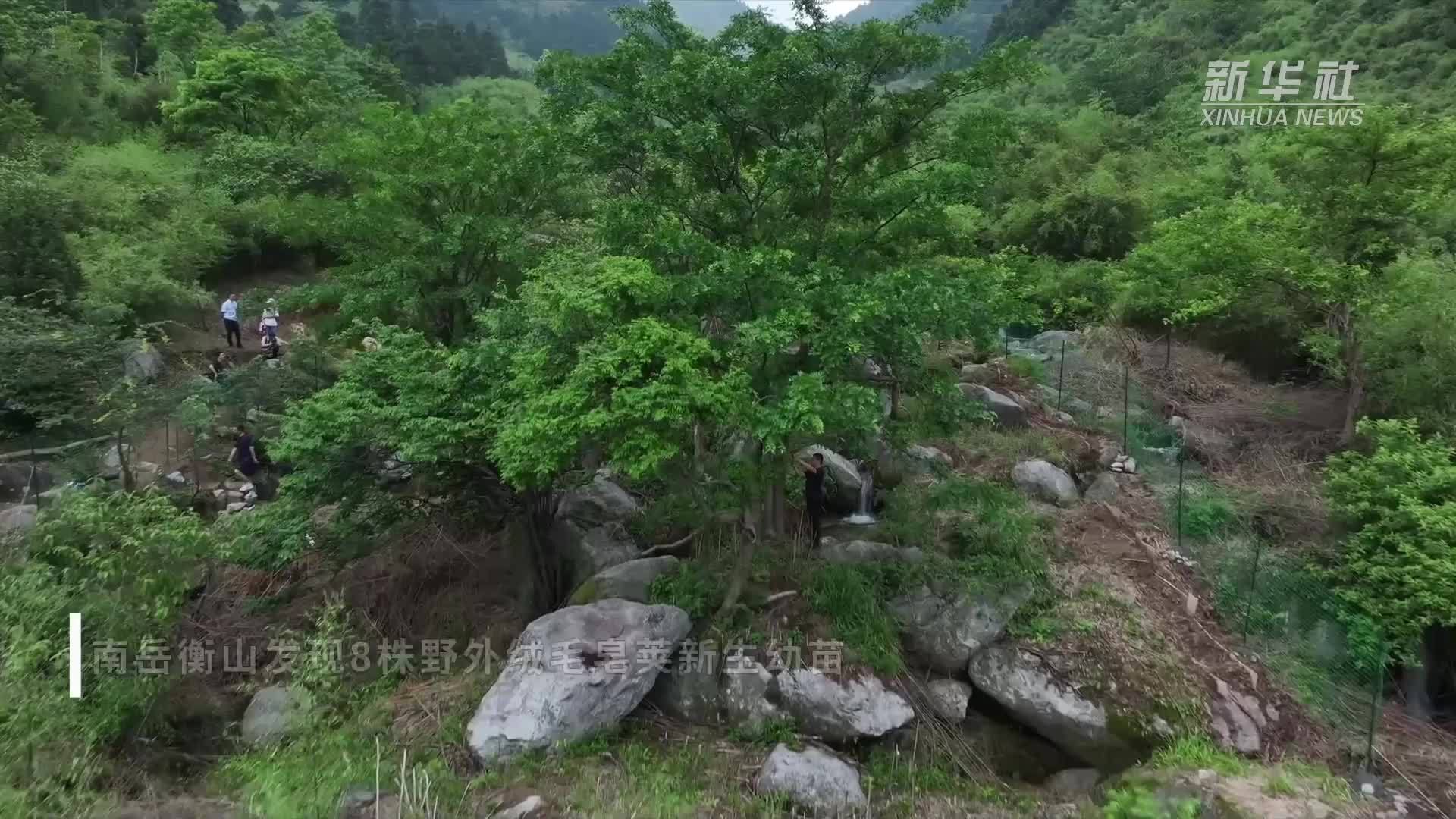 南岳衡山发现8株野外绒毛皂荚新生幼苗