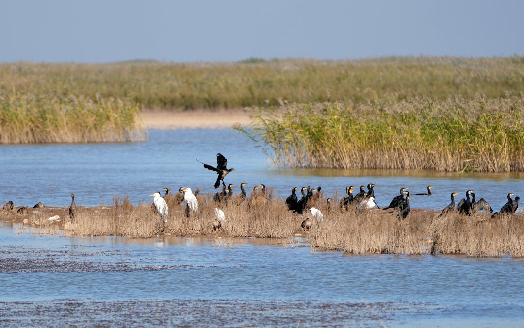 野生鸟类在黄河三角洲国家级自然保护区栖息。