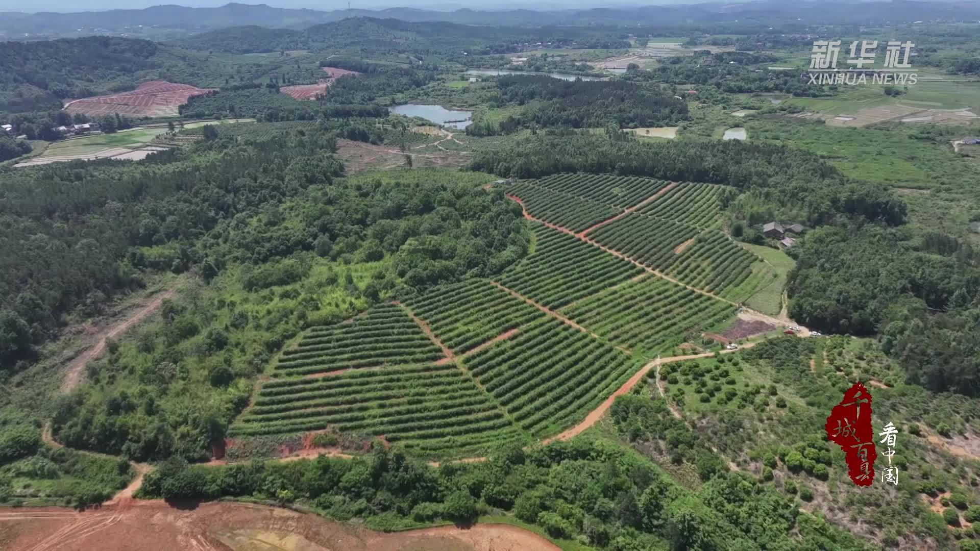 千城百县看中国｜湖南冷水滩：蓝莓甜蜜上市 开启“莓”好初夏