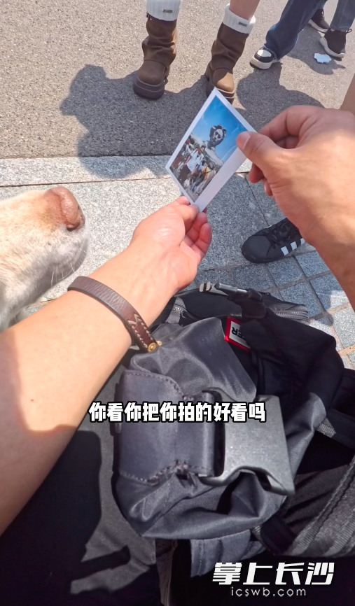 游客拍下宝哥和阿尔法游玩橘子洲的照片。