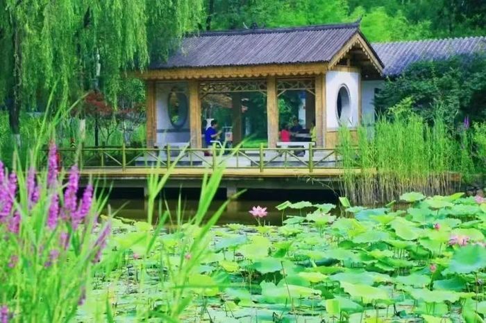 一年四季 泉在濟南丨濟南植物園月季花海盛放，快來邂逅泉城浪漫之約