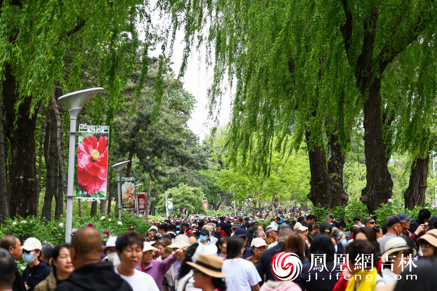 图集丨长春牡丹园小满竞芳华