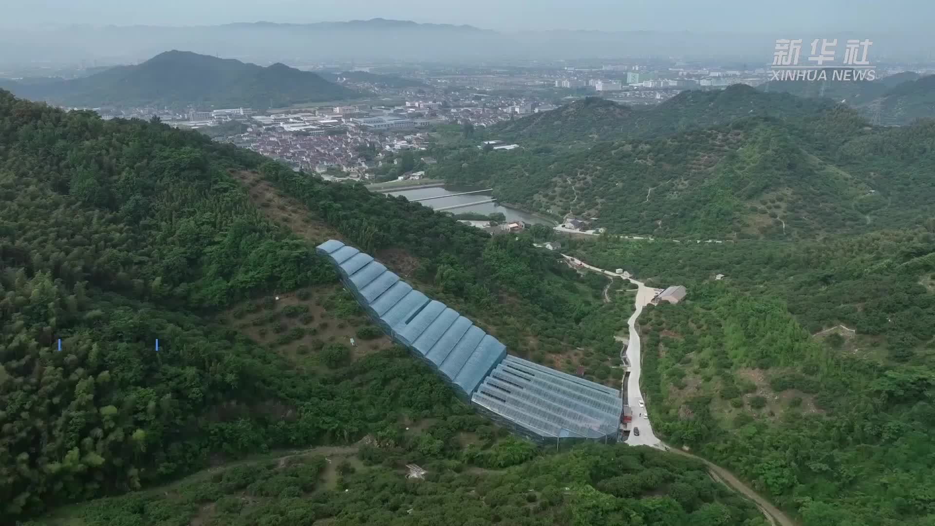 浙江宁波：智慧大棚让杨梅增产增收