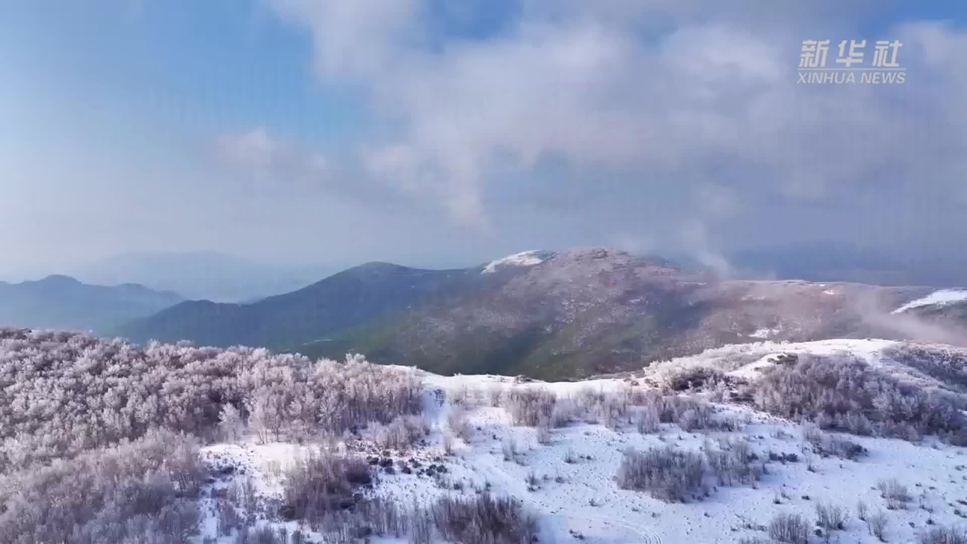 内蒙古扎鲁特旗：雪映杜鹃别样红