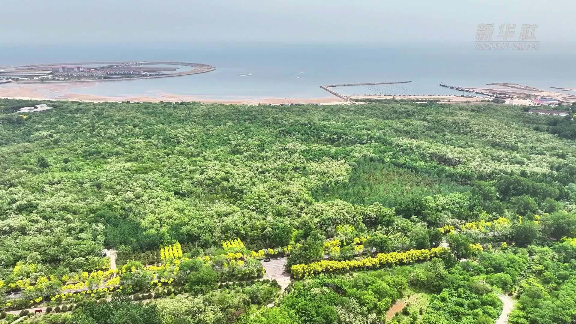 赏花+食花！游客在这里解锁槐花季新体验