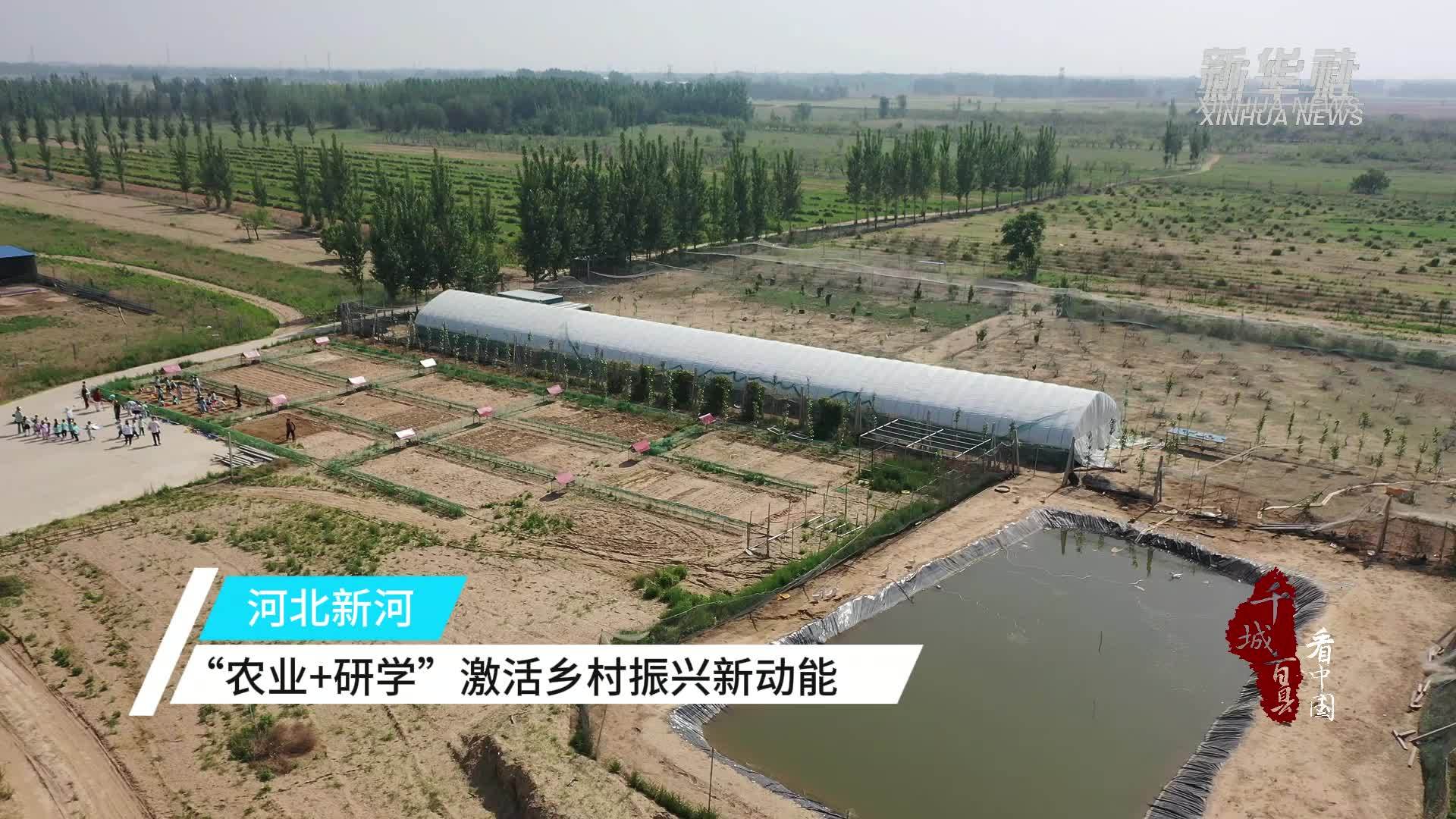 千城百县看中国｜河北新河：“农业+研学”激活乡村振兴新动能