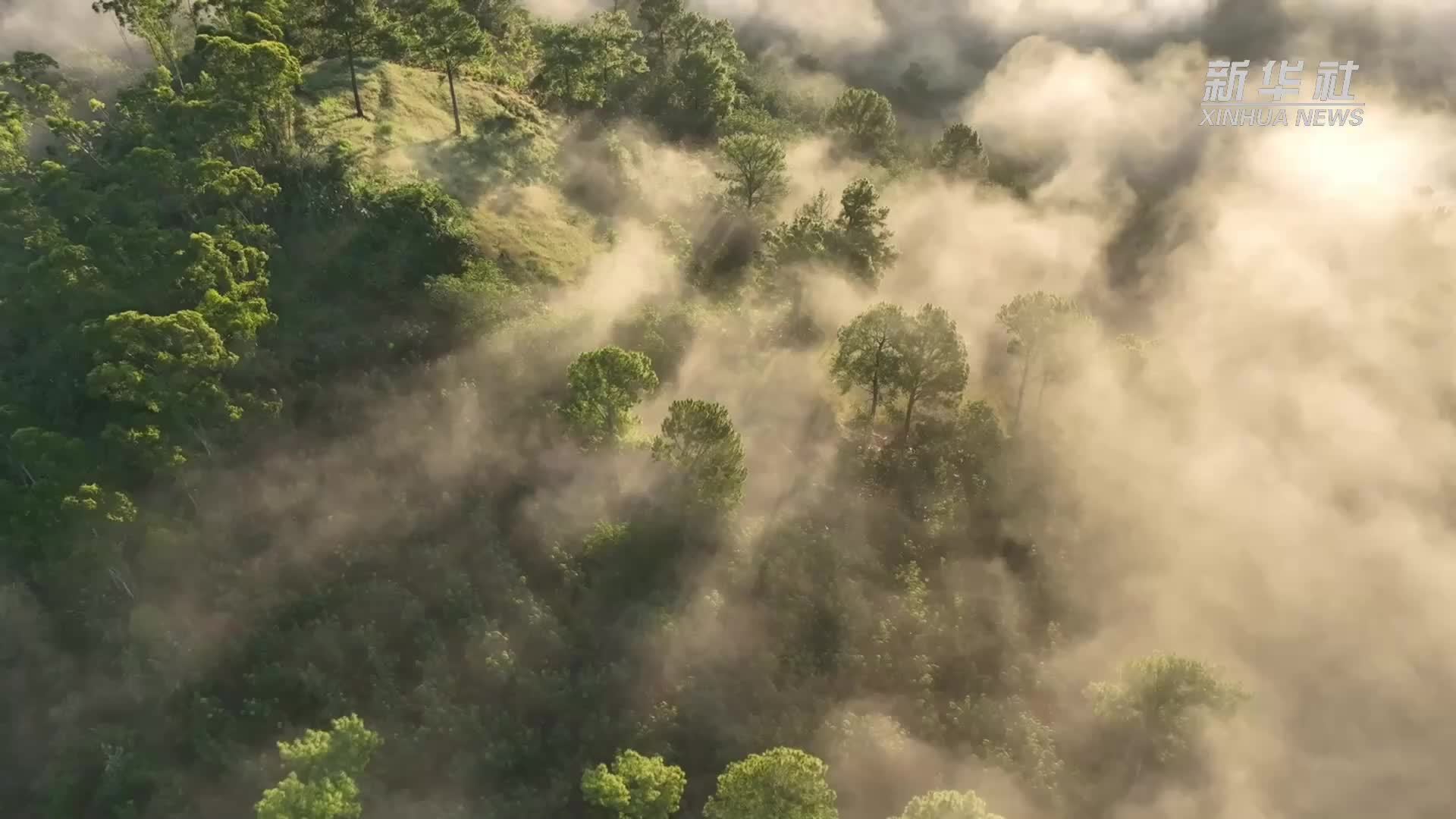猿戏雨林间 海南长臂猿印证我国生物多样性保护成效