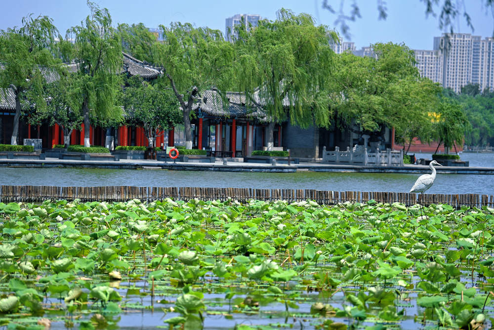 老城泉水显风韵 大明湖畔小荷露尖角