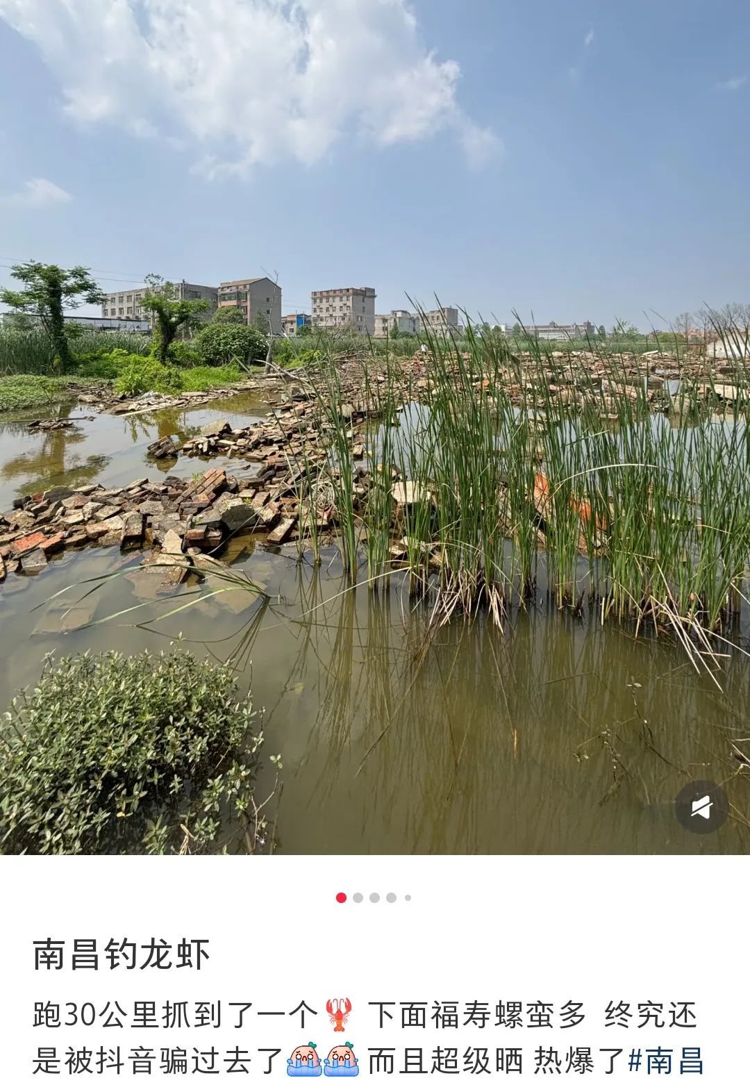 一只福寿螺可藏寄生虫6000条!南昌正大量出现 看到立刻上报