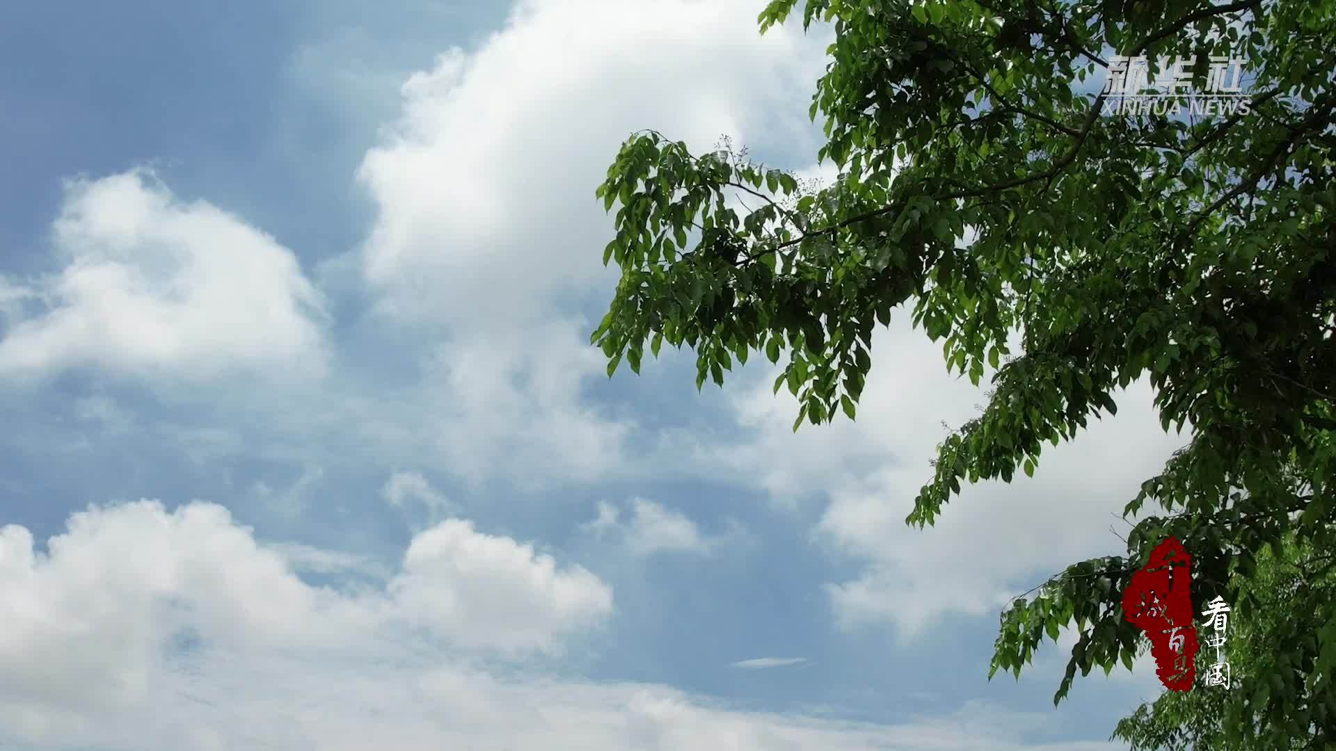 千城百县看中国｜东莞虎门：最爱人间小满天 雨打新绿夏荷香