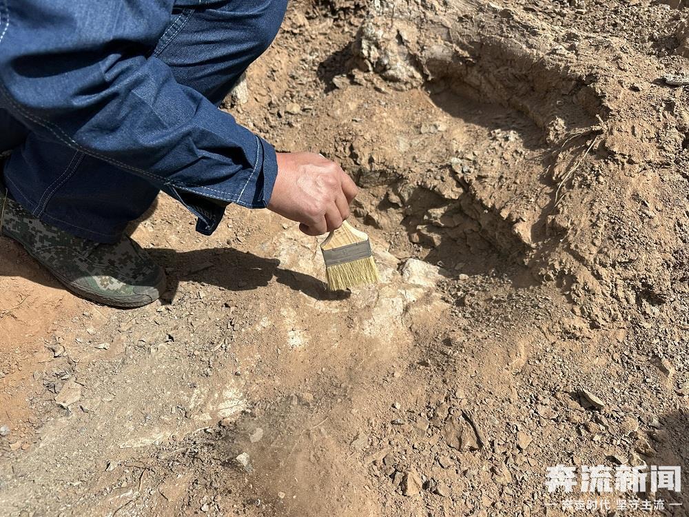甘肃临洮再次发现恐龙化石(40963544)-20250523134617.jpg