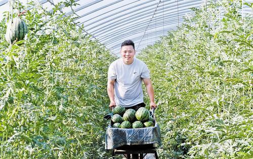 5月15日，阜城县漫河镇后八丈村西瓜喜获丰收，一位果农在运输刚采摘的西瓜。本组图片由本报记者焦磊摄