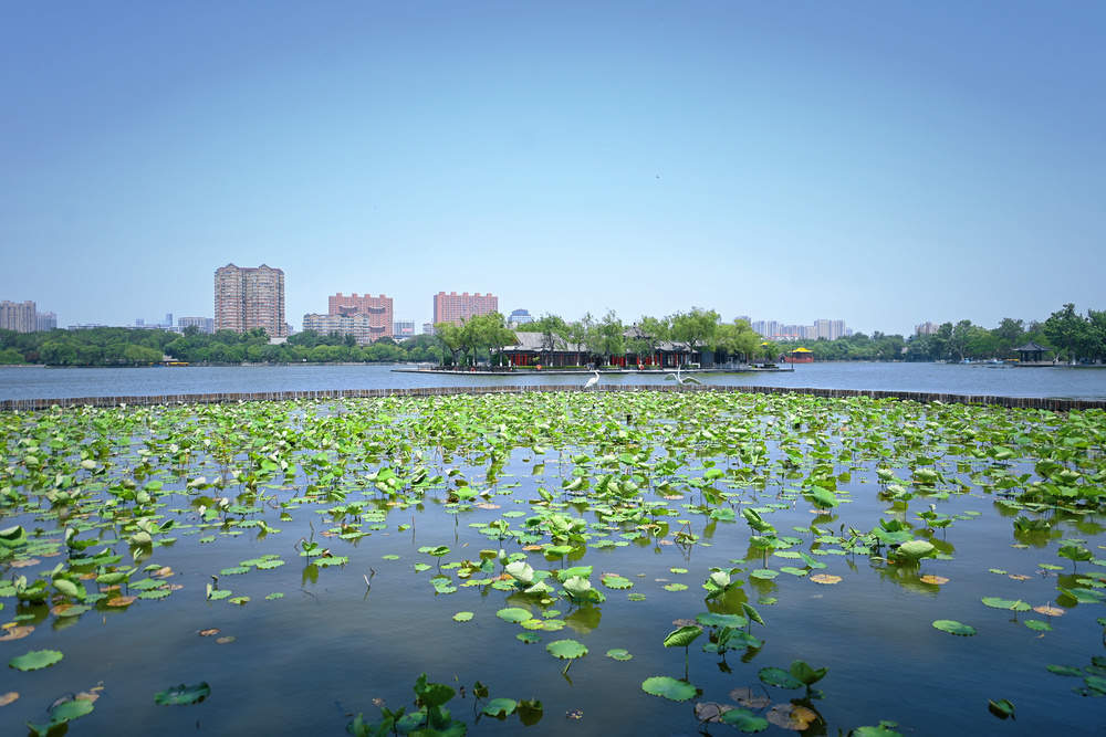 老城泉水显风韵 大明湖畔小荷露尖角