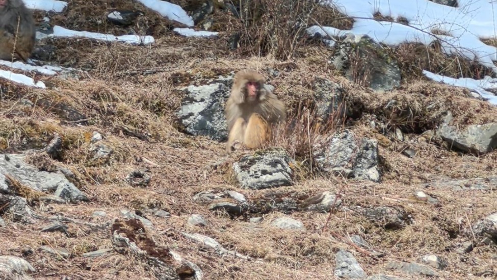 部分地区猕猴种群扩张下山致害，“人猴矛盾”如何寻找最优解？