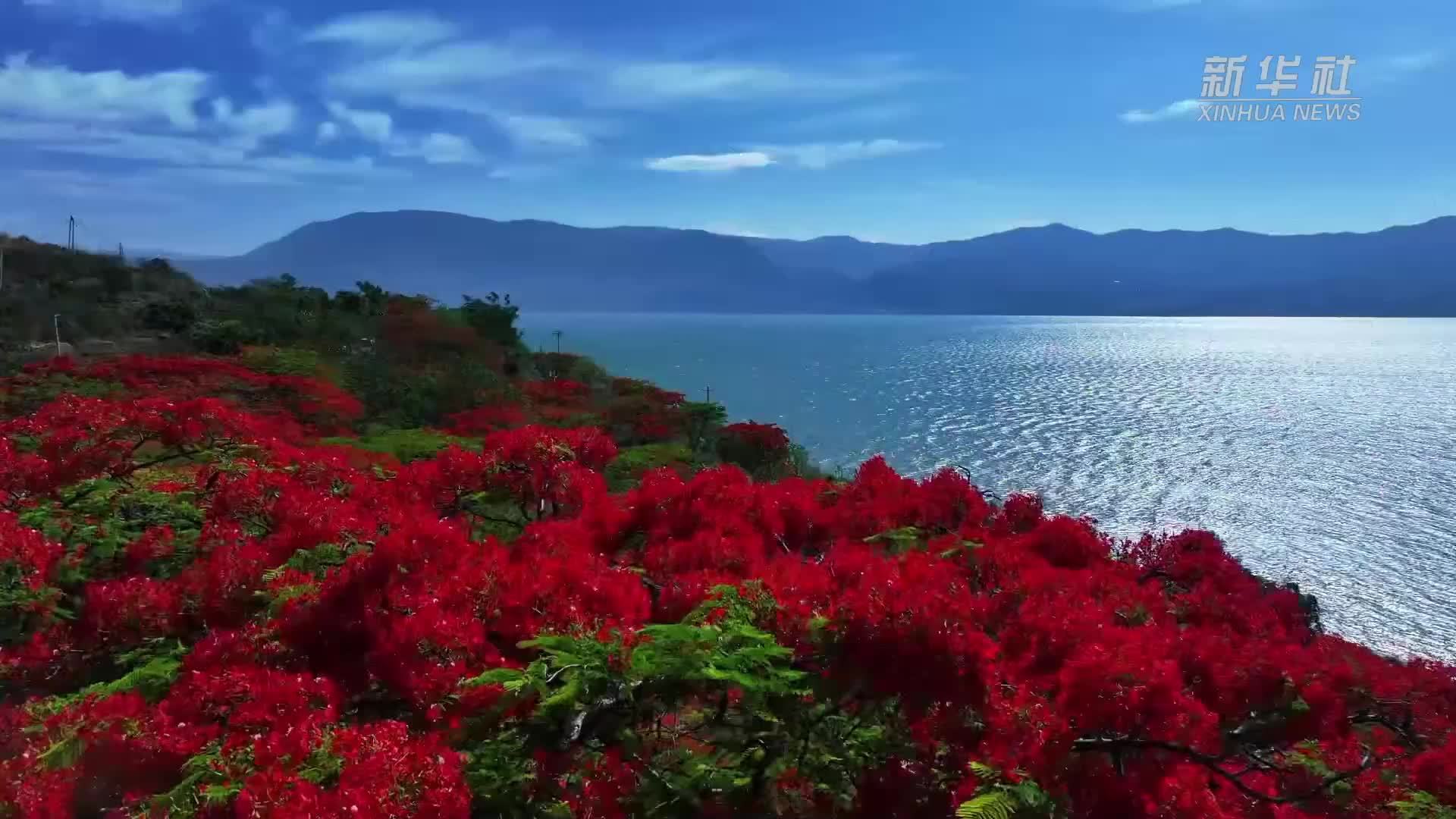 云南：凤凰花开点燃夏日浪漫