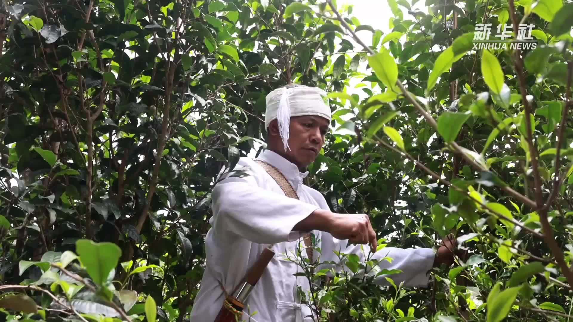竹筒里的酸香——景迈山布朗族酸茶