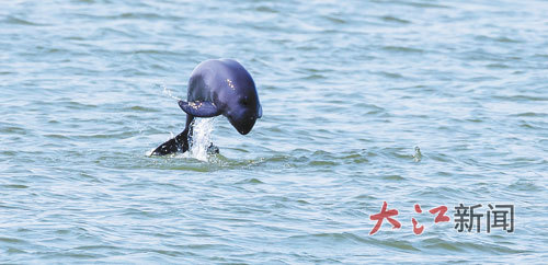 江豚。江西日报全媒体记者 梁振堂摄