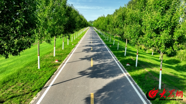 菏泽黄河堤顶道路行道林