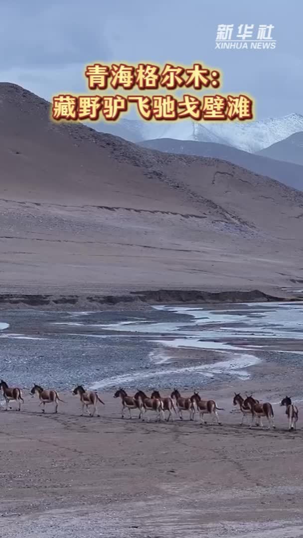 青海格尔木：藏野驴飞驰戈壁滩