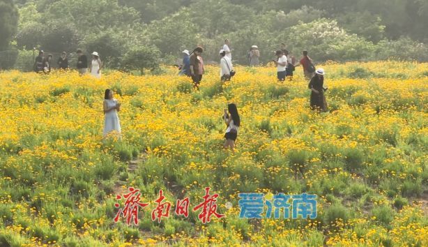 來蚰蜒山賞金雞菊 邂逅初夏詩意時光初夏時節