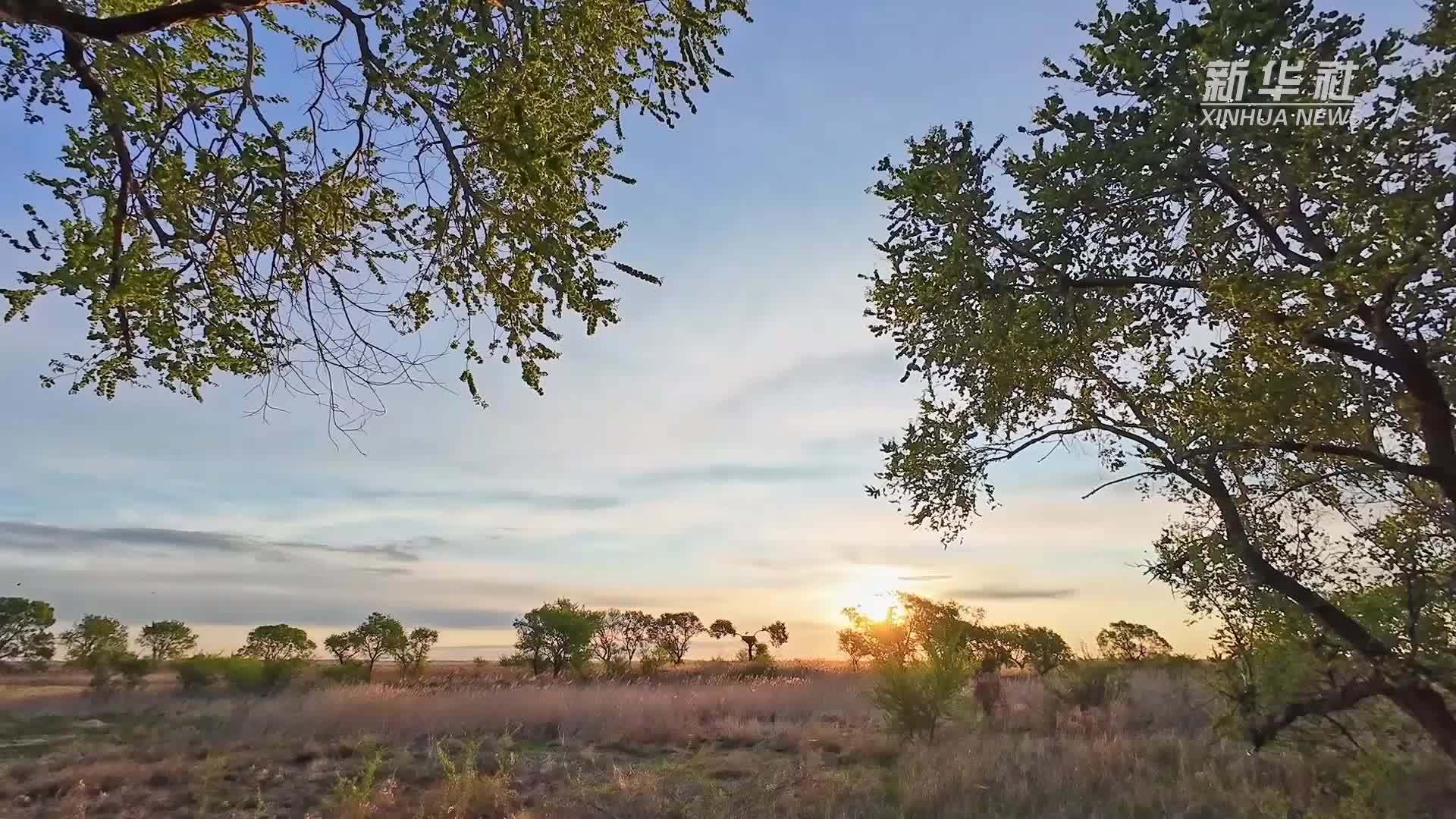 飞羽镜界|黑龙江东方白鹳迎来繁育期