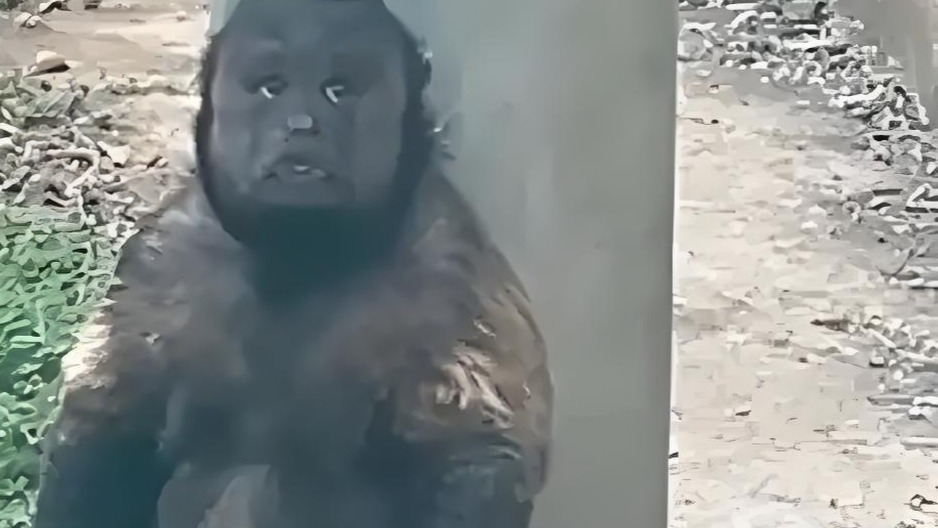 网红方脸猴“大壮”因病死亡