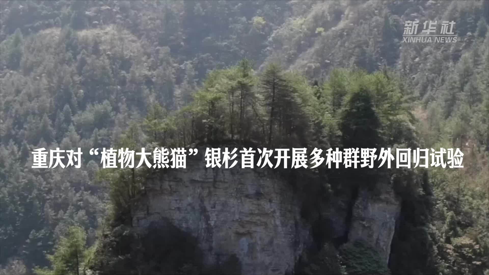 重庆对“植物大熊猫”银杉首次开展多种群野外回归试验