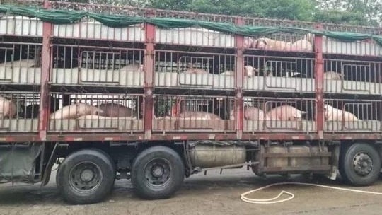 河北部分未检疫生猪流入河南？两地通报