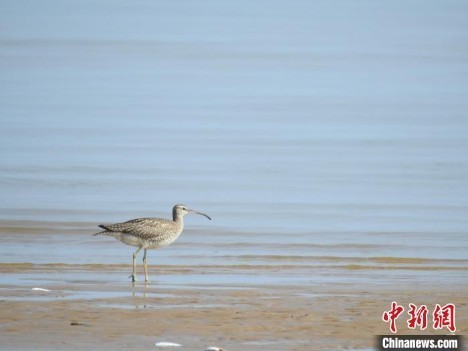 图为海口市湿地保护管理中心监测到的中杓鹬。海口市湿地保护管理中心供图