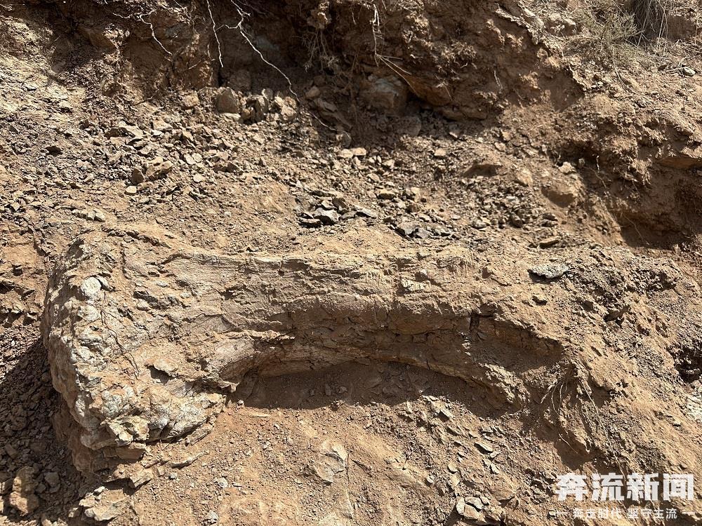 甘肃临洮再次发现恐龙化石(40963543)-20250523134614.jpg