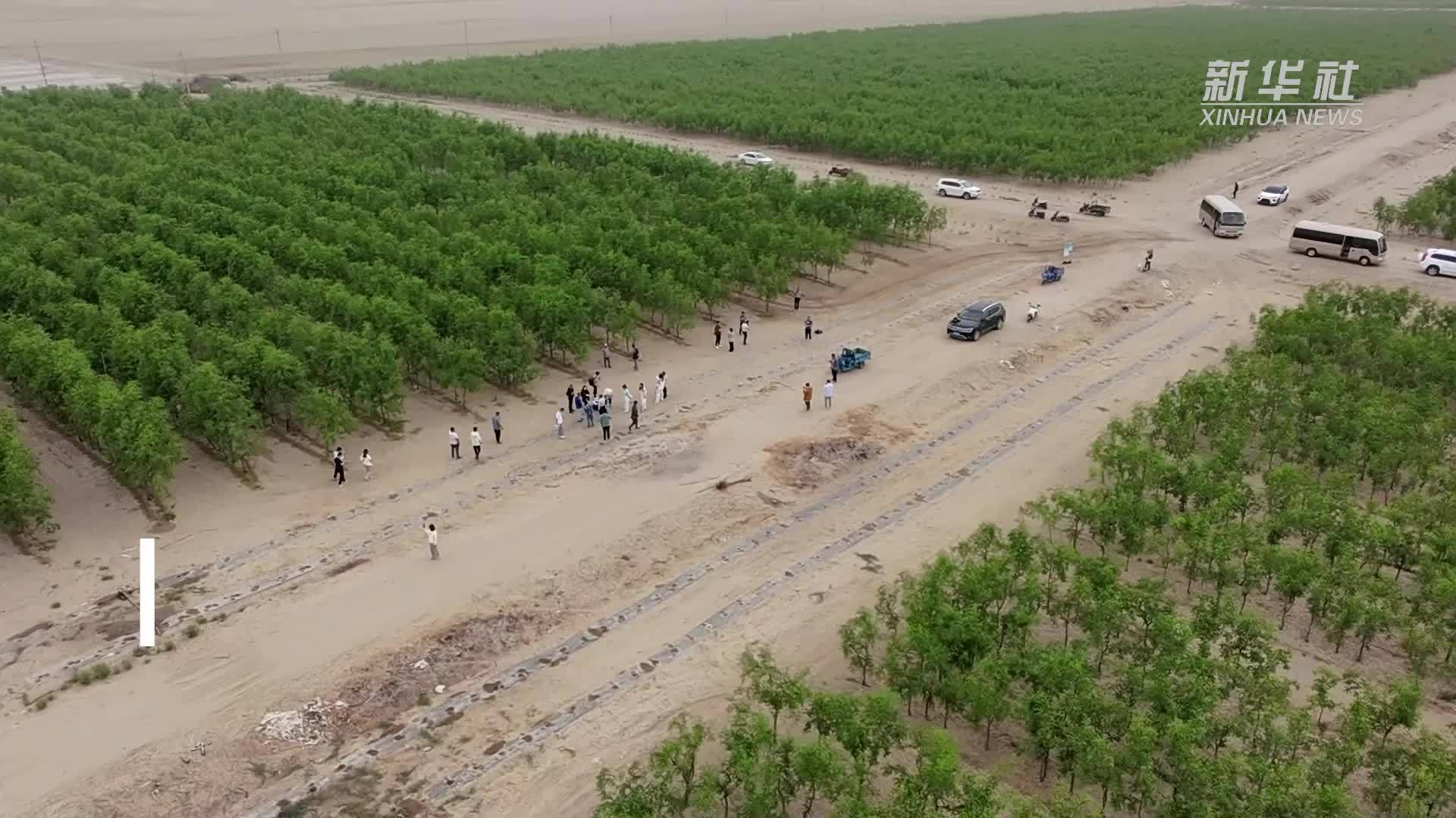 沙漠生“金”：“中枣1号”助力书写生态富民新画卷