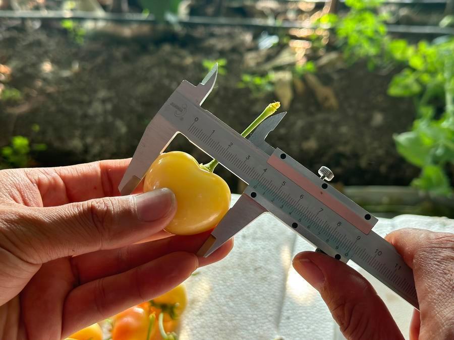 在山东省泰安市岱岳区徂徕镇李家峪村的甜樱桃种植基地,专家正在测量“鲁樱5号”的果实大小。新华社发